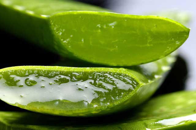 Aloe Vera als Hausmittel gegen Pickel - auch als einfache Zimmerpflanze