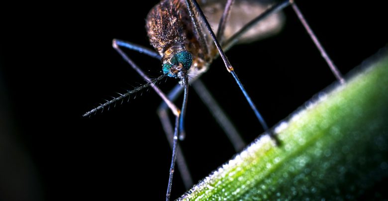 Wie kann man Mückenstiche behandeln?