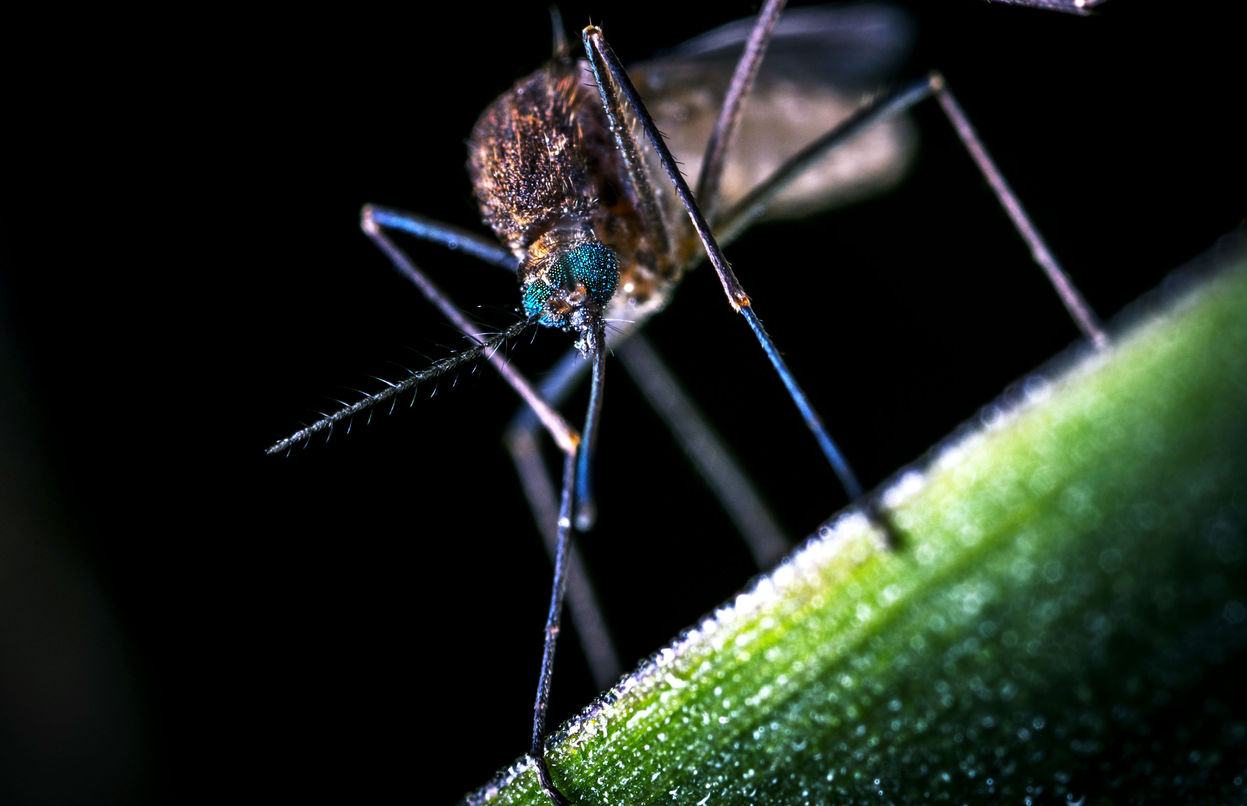 Wie kann man Mückenstiche behandeln?