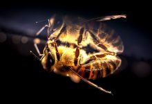 Hausmittel gegen Bienenstiche - Bienenstich Insekt
